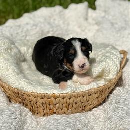 Vaughn - Tri-color male Bernedoodle puppy in Bremen, Indiana from Farmland Doodles