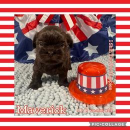 Maverick - Liver male Shih Tzu puppy in Beatrice, Nebraska from I Shih Tzu Not Puppies