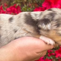 AKC Kona (Natural Tail) - Red merle male Australian Shepherd puppy in Jonesborough, Tennessee from 5AFarms
