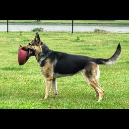 Nicey - German Shepherd