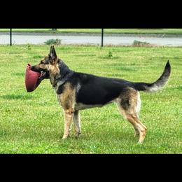 Nicey - German Shepherd