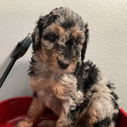 Aussiedoodle Puppies from Double K Farms
