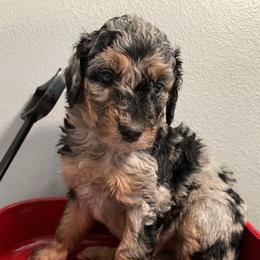Aussiedoodle Puppies from Double K Farms
