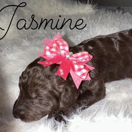 Jasmine - Phantom female Poodle puppy in Prosperity, Pennsylvania from Stelladoodles & Company