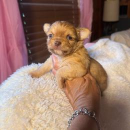 William - Chocolate male Chihuahua puppy in Beaumont, Texas from Anastasia’s Tiny Pupps