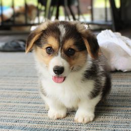 Bernese Mountain Dog and Pembroke Welsh Corgi Puppies from Highland Meadows