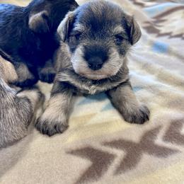 Winter Belle - Salt and pepper female Miniature Schnauzer puppy in Springfield, Tennessee from My Lovable Schnauzers
