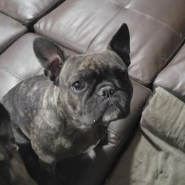 Gracie - French Bulldog