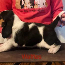 Waffles - Black white and brown female Basset Hound puppy in Fayette, Missouri from Lazy B Bassets and Dalmatians