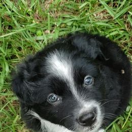 Australian Shepherd Puppies from Rafter KLF Australian Shepherds