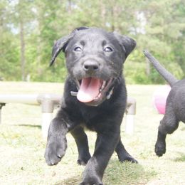 Labrador Retriever Puppies from Dry Pond Retrievers, LLC