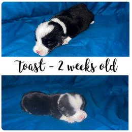 Toast - Black and tan male Pembroke Welsh Corgi puppy in Dickinson, Texas from Careaga Farms