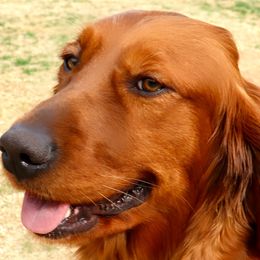 Golden Retrievers and Miniature Australian Shepherds from Raised Right Pups