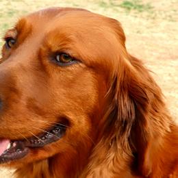 Golden Retrievers and Miniature Australian Shepherds from Raised Right Pups