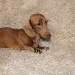 Sylas - Chocolate male Dachshund puppy in Santa Ana, California from Thehood_weenies
