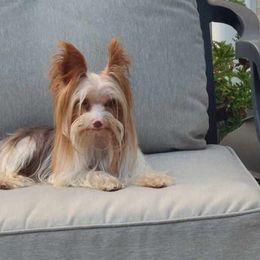 Yorkshire Terriers from Ardolini Yorkies