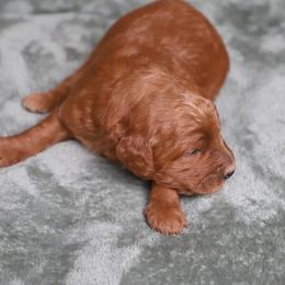 Finnick - Red  male Goldendoodle puppy in Macclenny, Florida from Baker County Goldendoodles