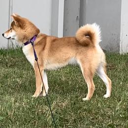 Tsuki - Red female Shiba Inu puppy in Winthrop, Minnesota from Kayobi Shibas