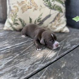 Red Collar - Liver male English Cocker Spaniel puppy in Ohatchee, Alabama from Otter Creek Kennels