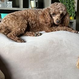 Poppy - Poodle