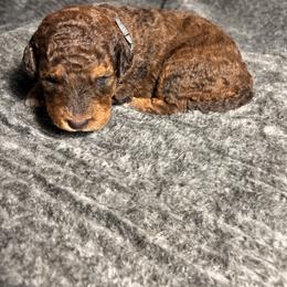 Girl 4 - female Bernedoodle puppy in Warfordsburg, Pennsylvania from Black Oak Forrest Doodles