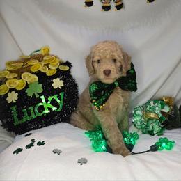 Zack - Cream male Goldendoodle puppy in Georgetown, Tennessee from Georgetown Designer & Purebred Puppies