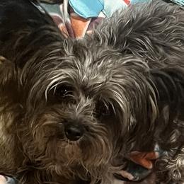 Assorted Doodle Crosses and Morkies from Countryside Doodles and Mohr