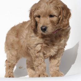 Goldendoodle Puppies from Magic Valley Goldendoodles