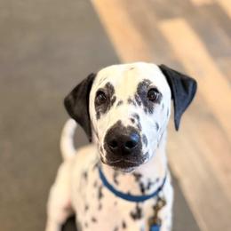 Harris 10 months, LUA, FULLY TRAINED - White and black male Dalmatian puppy in Gray, Georgia from Fuller Spots