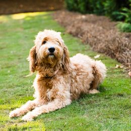 Goldendoodle Puppies from Ellie's Goldendoodles