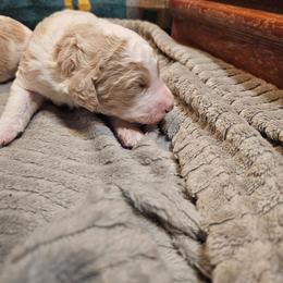 Bubbles(apricot) - Parti female Poodle puppy in Snowflake, Arizona from TaylorMade Standard Poodles