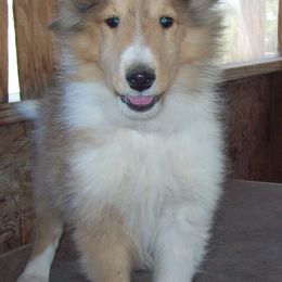 Collies from Windmark Collies