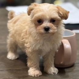 Dahlia - Apricot female Maltipoo puppy in Lebanon, Kentucky from Mosaic Merle Doodles