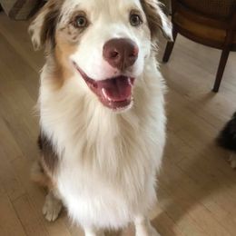 Australian Shepherd Puppies from Whiteley Way Australian Shepherds