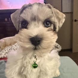 Miniature Schnauzers from Kalee-Rose Miniature Schnauzers