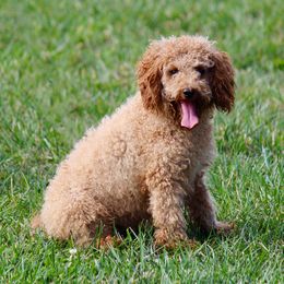 Cavapoos, Poodles, and Springerdoodles from Sugarland Puppies