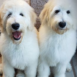 Bernedoodles and Goldendoodles from Sunburst Doodles