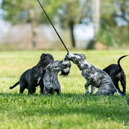 Windsprite Puppies from Stone House Windsprites