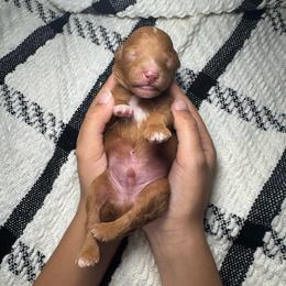 Buckwheat - Red  male Poodle puppy in Hemet, California from Vallevistadoodles