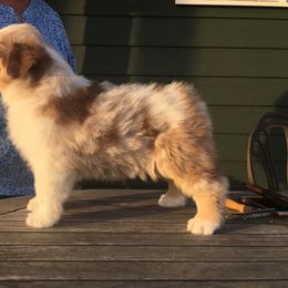 Australian Shepherd Puppies from Woodhaven Aussies