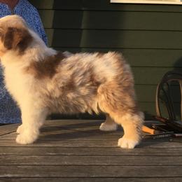 Australian Shepherd Puppies from Woodhaven Aussies