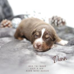 Dunn- RTM - Red tri male Miniature Australian Shepherd puppy in Nacogdoches, Texas from TK Standard, Mini, & Toy Aussies