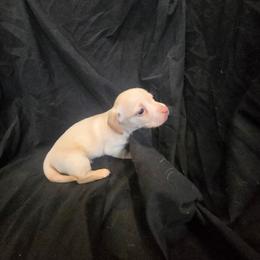 Buddy - Cream male Dachshund puppy in Ft Dodge, Iowa from Secret Reality