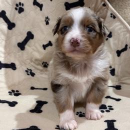 Copper - Red merle male Australian Shepherd puppy in Canton, Mississippi from Haven Farms Australian Shepherds
