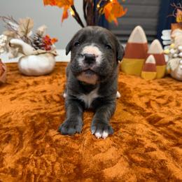 Dark Green collar Male - Gray male Cane Corso puppy in St. Augustine, Florida from RG2 Cane Corsos