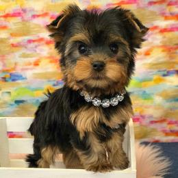 Josie - Blue and gold female Yorkshire Terrier puppy in Monticello, Iowa from Ashley’s Puppies