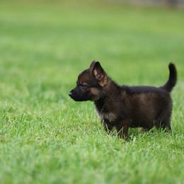 Gray Collar - Sable male German Shepherd puppy in Prospect, Connecticut from Di Massimo Canile