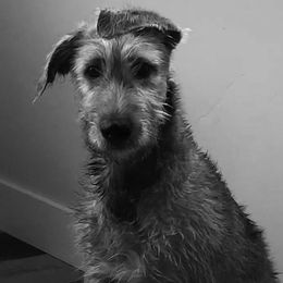 Irish Wolfhound Puppies from Hidden Hollow Wolfhounds