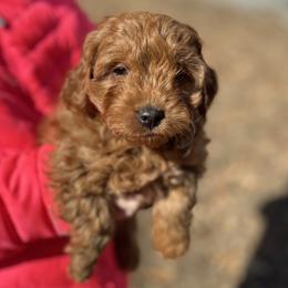 No collar - Apricot female Goldendoodle puppy in North Carolina from Lynes of Doodles