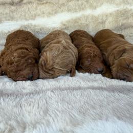 Boy 3 - Red  male Goldendoodle puppy in Rush, New York from Care Bear Puppies